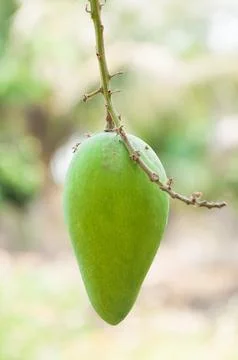 Raw mango fruit on the tree in garden Stock Photos