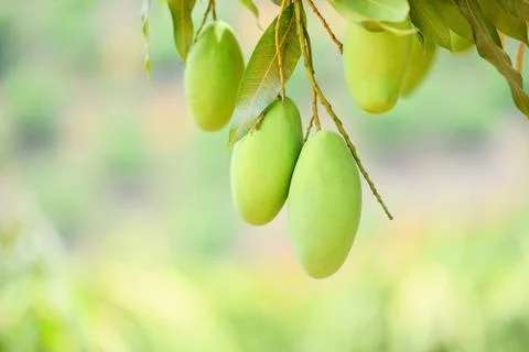 Raw mango hanging on tree with leaf background in summer fruit garden orchard Foto stock