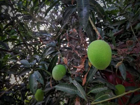 Raw mango hanging on tree with leaf background in summer fruit garden orchard Stock Photos