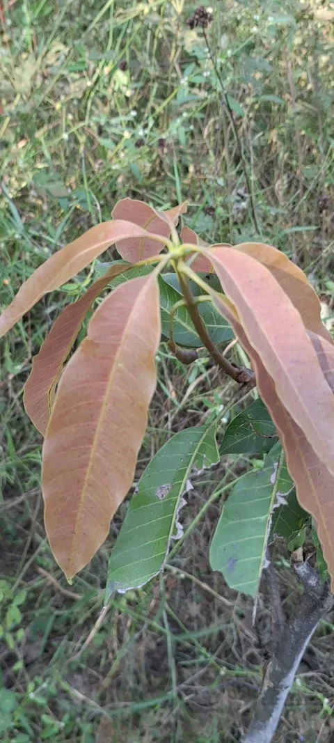 Raw mango leaf Stock Footage 291679365