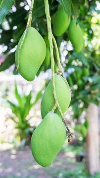 Raw mango on a mango tree. Stock Photos