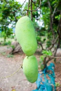 Raw mango Stock Photos