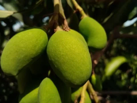 Raw mangoes hanging on tree Stock Photos