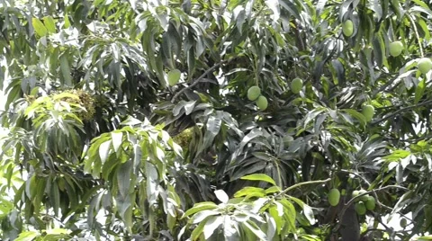 Raw mangoes on a mango tree Stock Footage 60227161