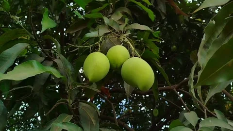 Raw mangoes on the tree in the garden Stock Footage 287407057