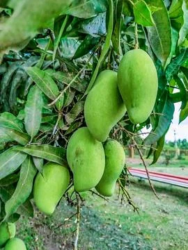 Raw mangoes on the tree Stock Photos