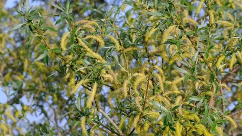 The raw material of aspirin is willow tree, 스톡 동영상 130541470