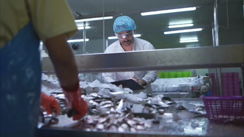 Raw material quality inspectors evaluate and inspect fish pieces 스톡 동영상 308311672