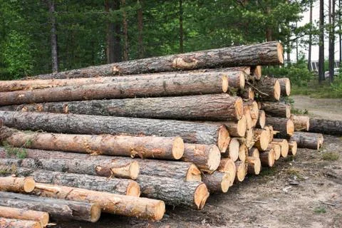 Raw materials for lumber Stock Photos