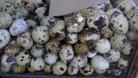Raw materials for quail egg sellers to make fried eggs Stock-Footage 229592635