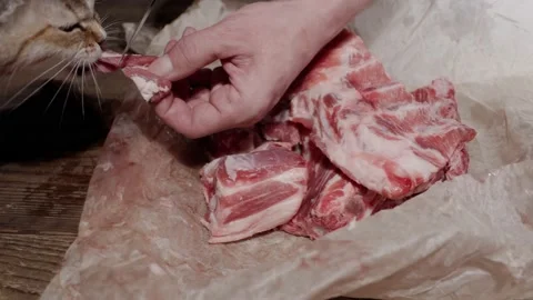 Raw meat and a cat. Stock Footage 232939859
