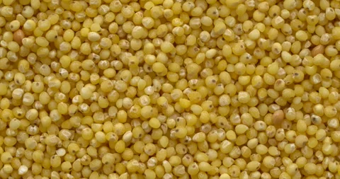 Raw millet groat as background texture. Stock Footage 295375213