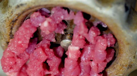 Raw mince meat with old device. Close up. Video stock 57531649