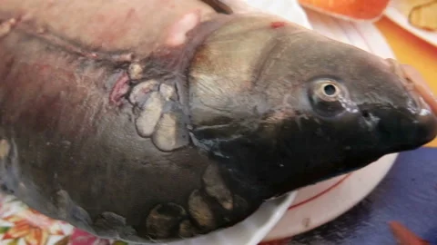 Raw mirror carp on a cutting board Stock Footage 125810846