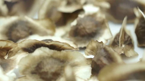 Raw Moringa Seeds Macro Dolly 스톡 동영상 44787258