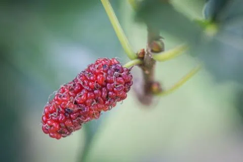 Raw mulberry on the tree Stock Photos