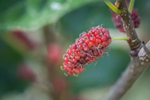 Raw mulberry on the tree Stock-Fotos