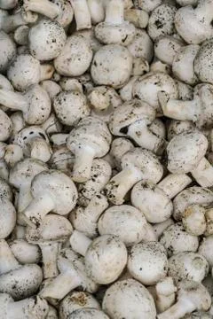 Raw mushrooms as a background Foto stock