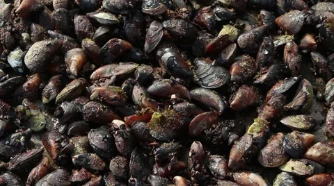 Raw mussels Vídeo Stock 56149590