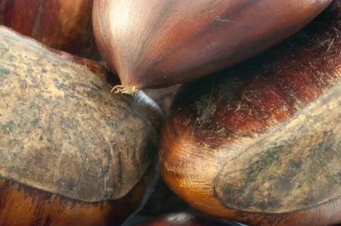 Raw natural macro of chestnuts in studio Foto stock