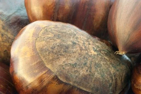 Raw natural macro of chestnuts in studio Stock Photos