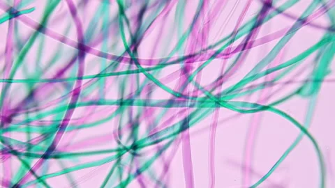 Raw Natural Silk under microscope. 100x times magnification. Thickness 20-30  Stock Footage 268483560