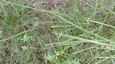 Raw Nature Growth Stock Footage 327175883