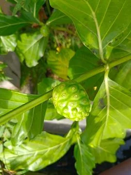 Raw noni fruit in the tree Stock Photos