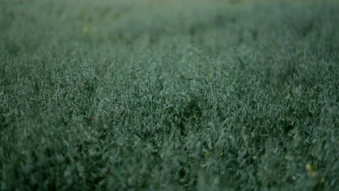 Raw oat crops in a grain field waving in a hard wind. 库存影片 167647697