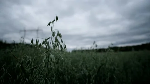 Raw oat ears in a grain field waving on a cloudy day 库存影片 167647760
