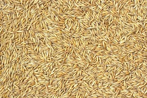 Raw oat grains background. Close-up of organic oat seeds for agriculture, food Stock Photos