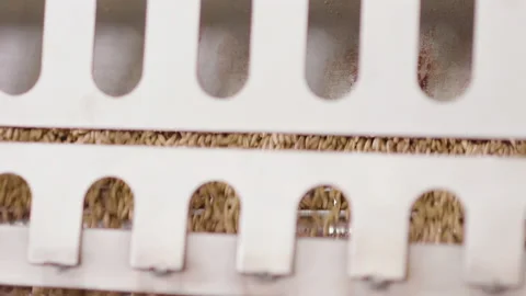 Raw oats transport to the processing machine to separate the husks from 動画素材 165433734