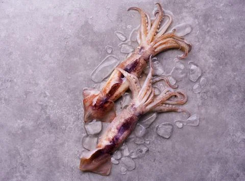 Raw octopus on ice on a black table or board background, fresh octopus for .. Stock Photos