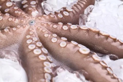 Raw octopus on ice Foto stock