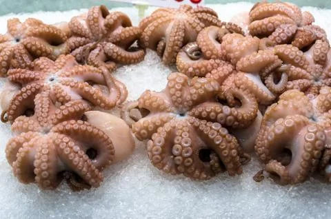 Raw octopus on ice Stock Photos
