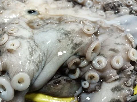 Raw octopus meat. Stock Photos