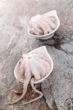Raw octopus. Stock Photos