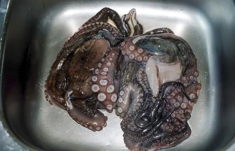 Raw octopus Stock Photos