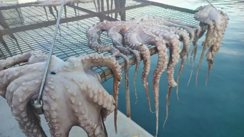 Raw Octopuses Hanging To Dry In Sunlight Stock Footage 339373135