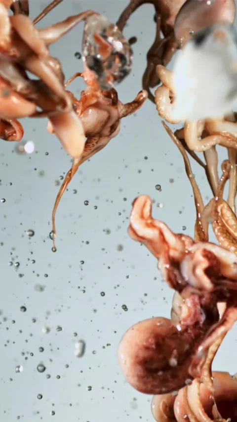 Raw octopuses with ice and splashes of water soar up and fall. Filmed is slow Stock-Footage 335292213