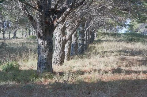 Raw of olive trees Stock Photos