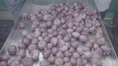 Raw onions rolling onto an industrial processing tray Stock-Footage 327442520