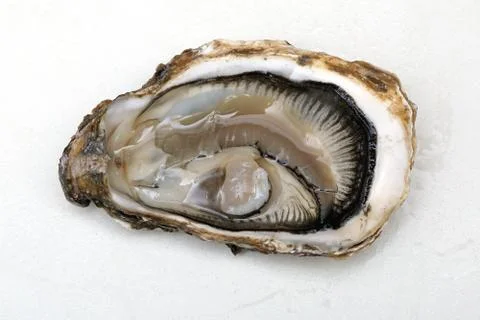 Raw Open Oyster Stock Photos