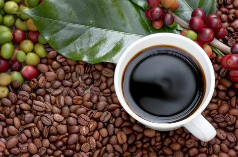 Raw or ripe red branch of Arabica and Robusta and organic coffee berries bean Stock Photos