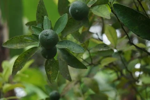 Raw oranges Stock Photos