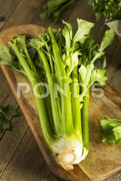 Raw Organic Green Celery Stalks Stock Photos