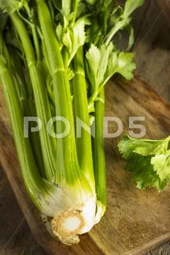 Raw Organic Green Celery Stalks Stock Photos