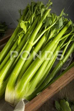 Raw Organic Green Celery Stalks Stock Photos