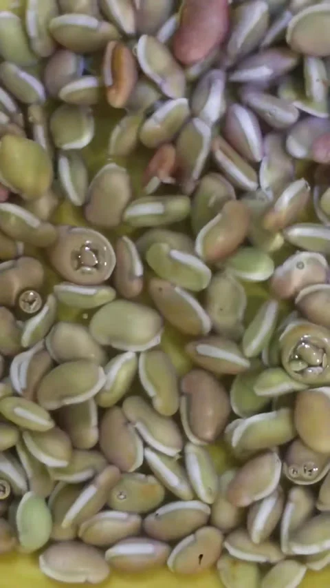Raw organic lablab beans soaking in water, Green hyacinth beans close up, Fresh Stock Footage 328967969