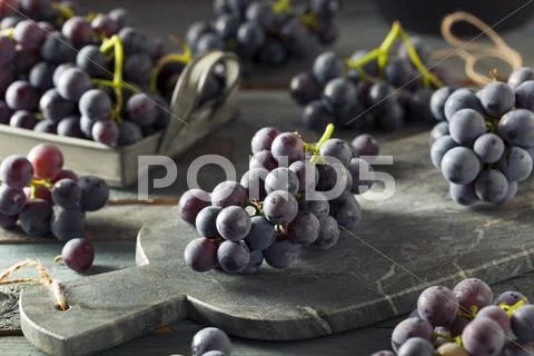 Raw Organic Purple Concord Grapes Stock Photos